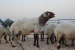 كويتي يبيع خروفاً بمليون ريال شرق السعودية