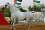 لجام الحصان الفلسطيني المسروق؟/بقلم توفيق أبو شومر