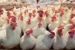  حماية المستهلك بأريحا تضبط ألف طير من الدجاج المهرب من إسرائيل