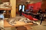 مقهى خاص لقطط برلين