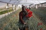 غزة: تصدير شاحنة زهور وتوابل خضراء لأوروبا 