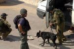 قوات الاحتلال تعتقل شابا من قلنديا وكلابه تهاجم والدته وشقيقته