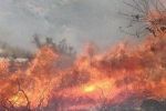 احتراق 1500 شجرة زيتون في حريق هائل جنوب طولكرم