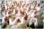  نابلس: جمعية حماية المستهلك تدعو المواطنين الى مقاطعة الدجاج