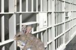 الفئران تحيط بالأسرى وممتلكاتهم في سجون الاحتلال