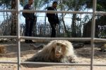 صحيفة الديلي ميل:عشرات الحيوانات تهلك جوعاً في حديقة حيوان بغزة