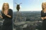 فيديو: نحلة تحرج مذيعة على الهواء
