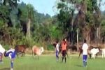 بالفيديو.. قطيع من الأبقار يقتحم ملعب كرة قدم في البيرو