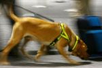 الكلاب البوليسية: واشنطن توقف إرسالها إلى الأردن ومصر