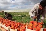 تصدير4شاحنات من التوت الأرضي والطماطم والتوابل لأوروبا عبر كرم أبو سالم 