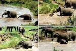 بالفيديو.. الفيلة الأم تنقذ صغيرها من الغرق بخرطومها