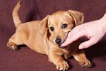 هل عضة الكلب أخطر أم عضة الإنسان؟