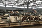 مزرعة أبقار تركية تستخدم الموسيقى لزيادة إنتاج الحليب