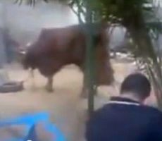 بعد فيديو إطلاق النار: استراليا تحظر تصدير الماشية لغزة لسوء معاملتها