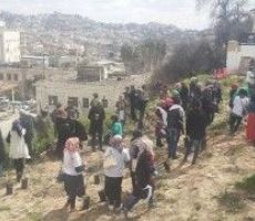 إعادة زراعة أشجار زيتون بعد اقتلاعها من المستوطنين في تل رميدة 