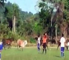 بالفيديو.. قطيع من الأبقار يقتحم ملعب كرة قدم في البيرو