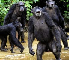 بأمر المحكمة: الشمبانزي 'ليس بشرا'