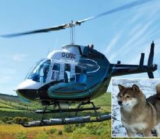 بريطانية تستأجر طائرة هليكوبتر لتبحث عن كلبتها