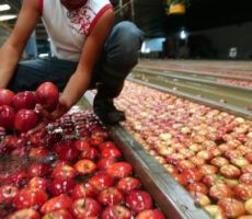 تقرير: الخضار والفاكهة الإسرائيلية الملوثة بالمبيدات المحظورة تغرق الأسواق المحلية