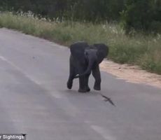  فيديو فيل صغير يطارد العصافير يُحقق 5.5 مليون مشاهدة