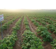تقرير :غزيّون ينجحون في إنتاج أصناف جديدة من البطاطس