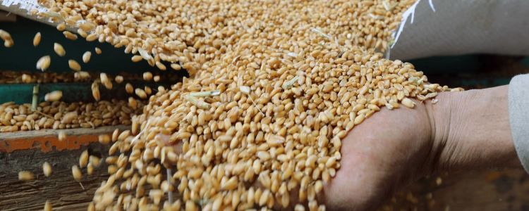 ‬ الأمم المتحدة: مصير اتفاق تصدير الحبوب لا يزال مجهولاً