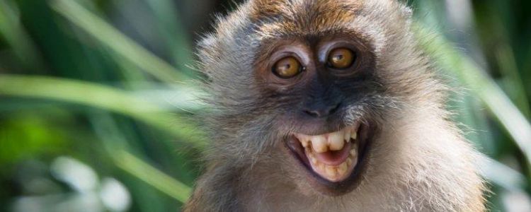 الصحة العالمية : اسم فيروس جدري القرود سيتغير