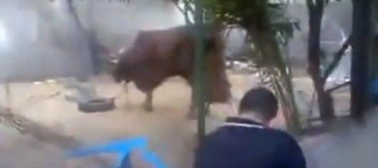 بعد فيديو إطلاق النار: استراليا تحظر تصدير الماشية لغزة لسوء معاملتها