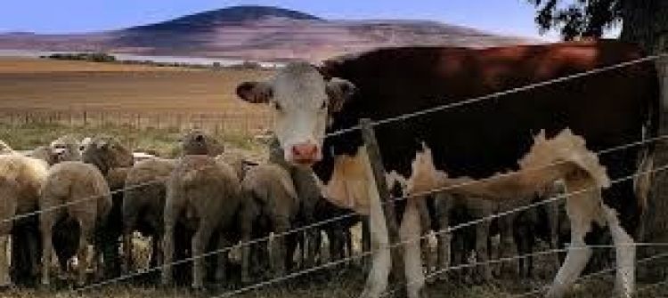  الزراعة تسيطر على مرض الحمى القلاعية في الأبقار والأغنام 