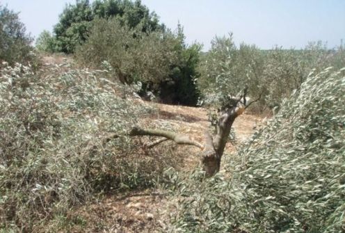 مستوطنون يقطعون 60 شجرة زيتون في بيت لحم 