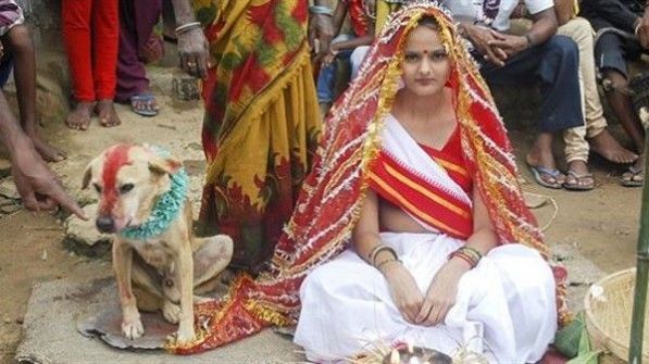 بالفيديو:هندية تتزوج بكلب لفك النحس
