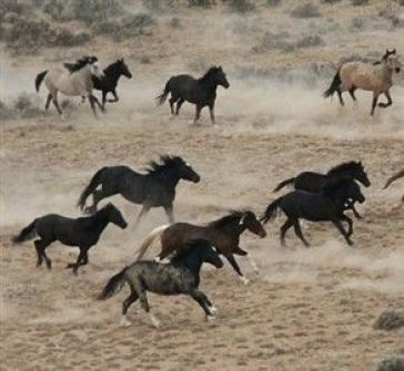 استراليا: بدء حملة لإعدام 10 آلاف حصان بري