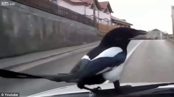 فيديو:مغامرة غراب كسول على مقدمة سيارة روسية