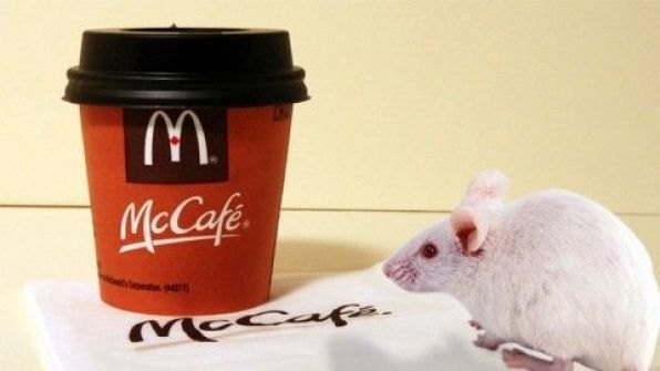 شا ب يعثر على فأر ميت في كأس القهوة من مطعم 