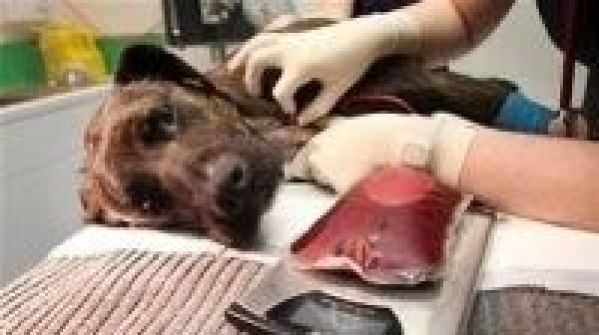 في حالة نادرة... كلب يتبرع بالدم لقط!