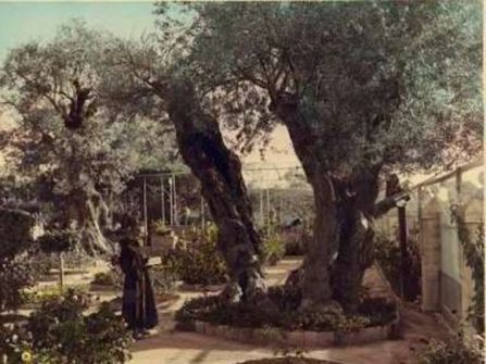«عمرها 900 عام: زيتون حديقة الجثمانية بالقدس من أقدم الزيتون في العالم»