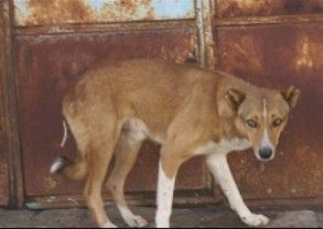 التخلص من نحو 700 كلب شارد يومياً في صنعاء