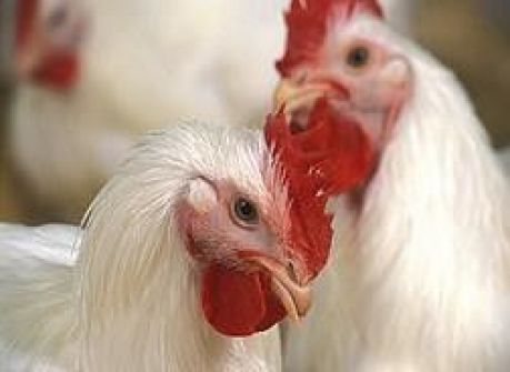 ضبط وإتلاف دجاج لاحم ومواد غذائية فاسدة في بيت لحم 