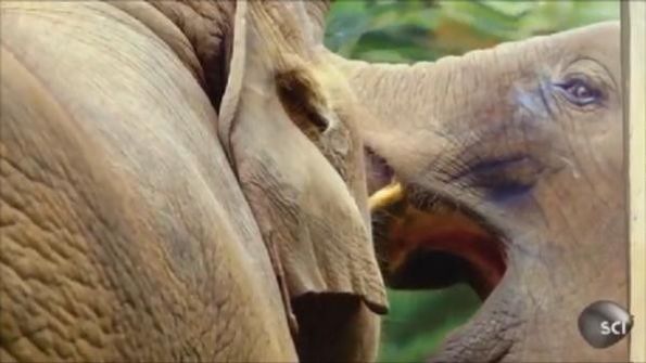  فيديو تجربة طريفة.. فيل يفحص فمه في المرآة