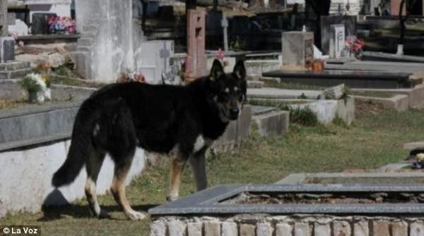كلب يعيش بجوار قبر صاحبه منذ 6 سنوات 
