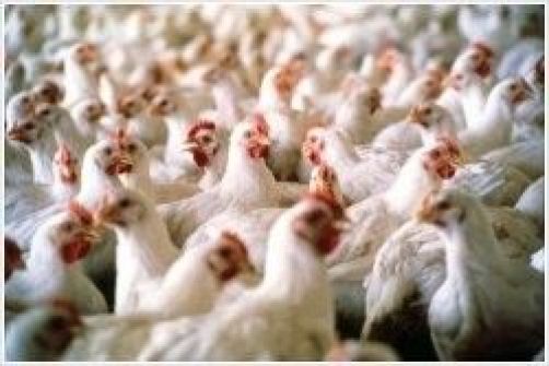 نابلس: جمعية حماية المستهلك تدعو المواطنين الى مقاطعة الدجاج