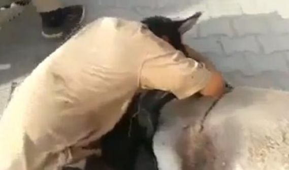  فيديو مؤثر .. عراقي يجهش بالبكاء على حماره ضحية التفجيرات
