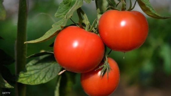  رد مصري سريع على صور 'الطماطم المسرطنة'