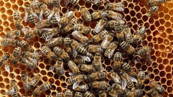 النحل أكثر فائدة لبريطانيا من العائلة المالكة