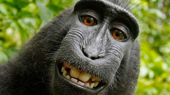 نزاعات قضائية بسبب 'سيلفي القرد'