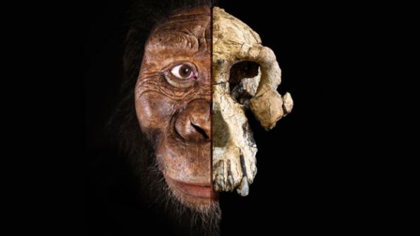 أصل الإنسان: جمجمة عمرها نحو 4 ملايين سنة تتحدى النظرية السائدة