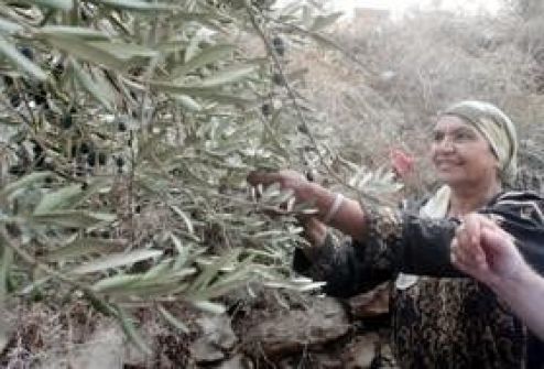 الاحتلال يخطر مواطنين من نحالين في بيت لحم بإخلاء أراضيهم الزراعية 