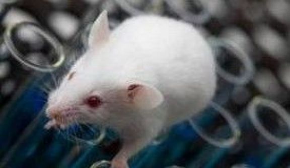 لأول مرة: أجهزة مجهرية تتجول في جسم الفئران