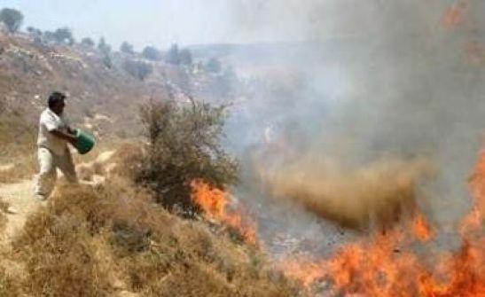 مستوطنون يشعلون النار في حقول زراعية جنوب نابلس 