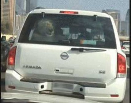  بالفيديو.. أسد داخل سيارة في شوارع دبي 